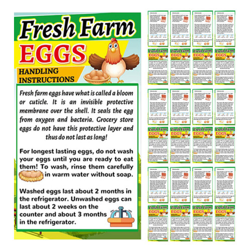 250pcs farm fresh egg for chicken egg handling instructions