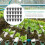 100 pcs soilless planting baskets for hydroponic vegetables 9