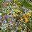 Rockery Mix, Scatter Seeds  – Drought-Tolerant Seeds. 1
