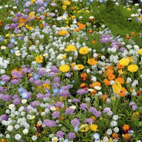 Rockery Mix, Scatter Seeds  – Drought-Tolerant Seeds.