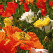 Poppy Field Mixed. Scatter Seeds, Create a Wildflower Meadow