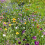 Field Flowers Mixed Scatter Seeds 1
