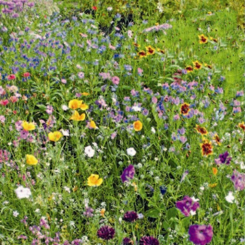 Field Flowers Mixed Scatter Seeds
