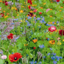 Wildflower Scatter Seeds Mixture