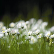 Daisy Meadow White Scatter Seeds – Premium Wildflower Seeds