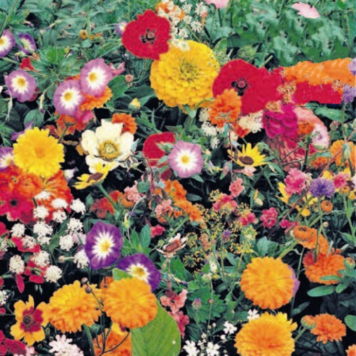 Bedding Flower Scatter Seeds – Create a Colourful Garden