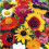Scatter Seeds: Butterfly and Bees Mixture 1
