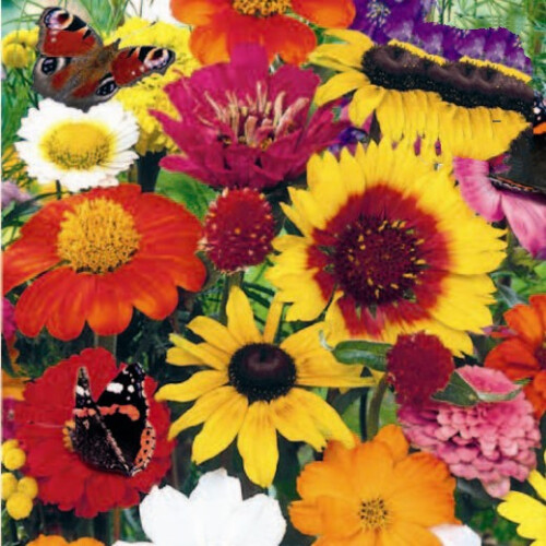 Scatter Seeds: Butterfly and Bees Mixture