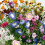 Scatter Seeds Annuals Mixed 1