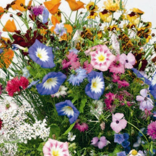 Scatter Seeds Annuals Mixed