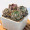 Maifanite Assorties Pour Décoration Aquarium 5