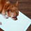 salviette igieniche 100 per e animali 5