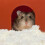 1 pack absorbent liners for guinea pigs, hamsters, rabbits cage 8