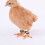 100pcs adjustable black leg bands for chicks poultry quails ducks 8