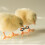 100pcs adjustable black leg bands for chicks poultry quails ducks 5