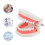 1Pc Children Teeth Model Educational Teaching Aid 4