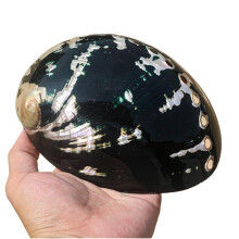 Hermit Crab Shells Natural Multihole Abalone Shell 14 Cm Conch And Scallop Style Decorative Craft Shell Aquarium Decor