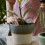16 pezzi fertilizzante in per bonsai e orchidee 4