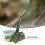 1 Cactus Design Tigela Répteis 7