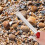 manuale riutilizzabile con per vongole in spiaggia 5