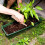 mini de para e transplante de 7