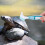 Turtle Shell Cleaning Brush For Aquatic Tortoises To Remove Dirt 5