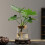 idrocoltura con legno 5 pz 6,5 cm 5