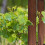 2 antiseptisch grasrand tuinbloembed afwerking 5