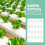 set idroponici per verdure con coperchi 10