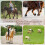 Μπότες Horse Bell Protect, Μπότες Φροντίδας Αλόγου με Διπλό Κλείδωμα, L 5
