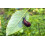 Vitax Vitax Slug & Snail Rid Ready To Use Bait 300g 3