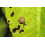 Vitax Vitax Slug & Snail Rid Ready To Use Bait 300g 5