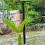 Premium Drachenfrucht-Spalier - Durables Metall-Spalier 6