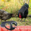 Chicken Saddles for Hens, Chicken Apron Back Protector for Hens 5