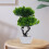 2 künstliche kiefernbaum topf simulation bonsai 9