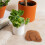 maceta con plantas en y mantillo de , ideal para 3