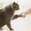 Pawbby Haarschneider für Hunde Katzen 3