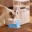 12 Pcs Cat Water Fountain Filter: Activated Carbon Purification Pad 5