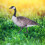 Garden Duck Insert Stake Acrylic Decorative Courtyard Sign 7