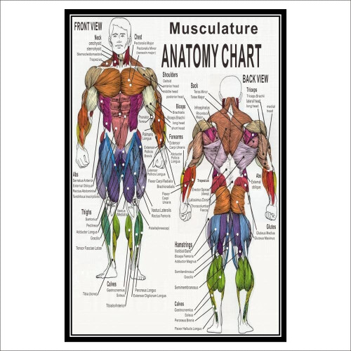 Muscular System Anatomical Poster Muscle Anatomy Chart For Human Body ...