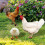 Garden Stakes Decor Acrylic 3pcs 5