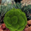 2St Kunstmatige Moss Rots: Groene Moss Bollen Voor 15Cm 20Cm 6