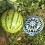 3pcs Plastic Watermelon Planting Tray Fruit Storage Tray Random Color 5