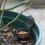 20Pcs Fertilizer Baskets With Lid Portable Plastic Bonsai Container 8