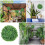 Palla Con Artificiale Per Topiaria Decorazione Casa 9