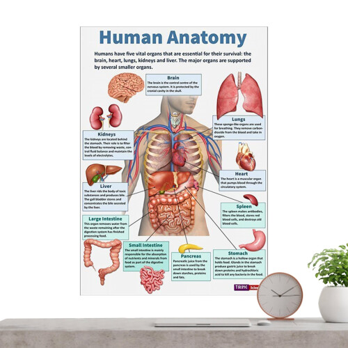 Anatomy Poster Muscular System Chart Detailed Anatomical Poster School ...