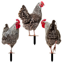 3Stück Yard Chicken Hühnerdekoration Hühnerschild Rasendeko