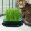 2 Sets Katzengras Pflanzbehälter Hydroponisch Ohne Katzenminze 11