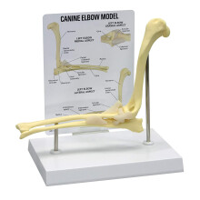 Dog Elbow Joint Model Size Veterinary Anatomy Teaching Replica For Education Dog Elbow Anatomy Model Training Tool