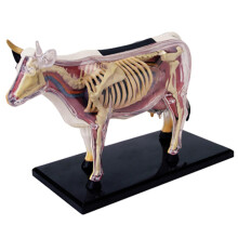 Dairy Cow Anatomy Model 4D Teaching, Detachable 29-Piece Skeleton Model, Animal Anatomical Model For Veterinary Education